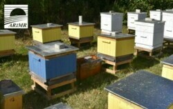 Zdjęcie do Pomoc dla pszczelarzy do przezimowanych rodzin...