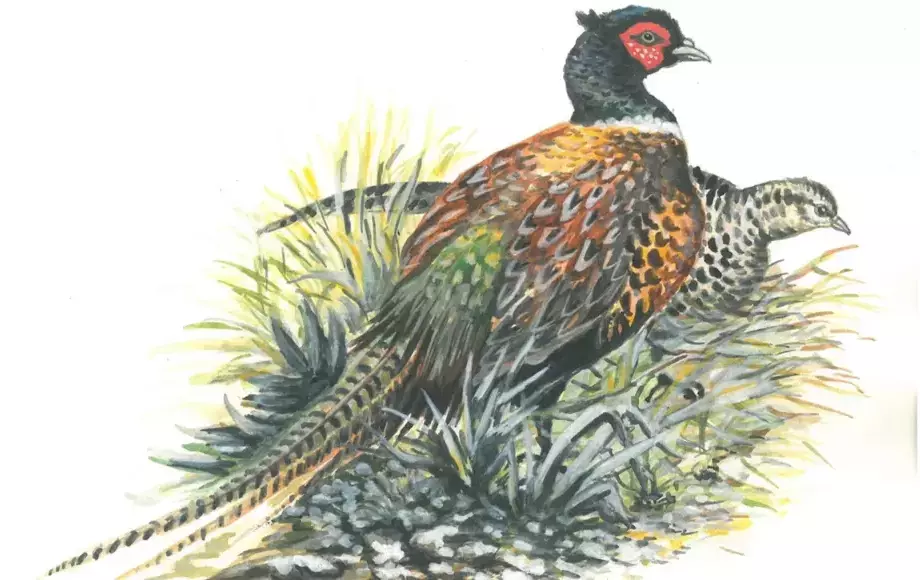 Plan polowań zbiorowych Koła Łowieckiego "Bażant" w Dwikozach