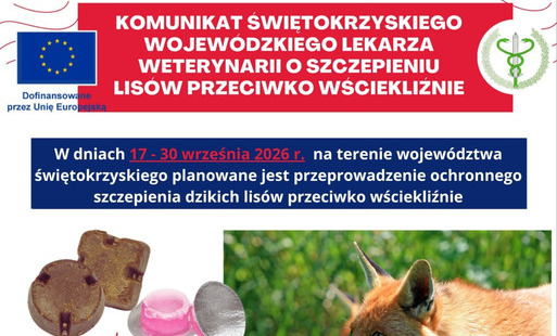 Zdjęcie do Komunikat dotyczący szczepienia lis&oacute;w przeciwko wściekliźnie