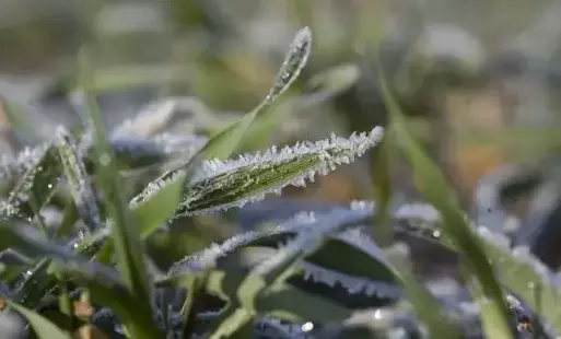 Zdjęcie do Pomoc dla rolnik&oacute;w, kt&oacute;rzy ponieśli straty z powodu niekorzystnych warunk&oacute;w pogodowych